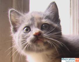 Котёнок-девочка в добрые руки 4