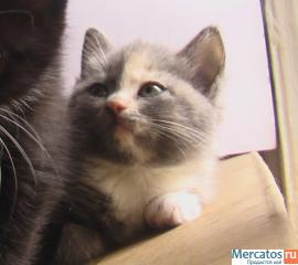 Котёнок-девочка в добрые руки 6