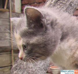 Котёнок-девочка в добрые руки 7