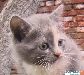 Котёнок-девочка в добрые руки 8