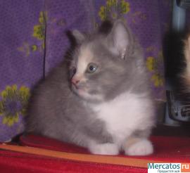 Котёнок-девочка в добрые руки 10