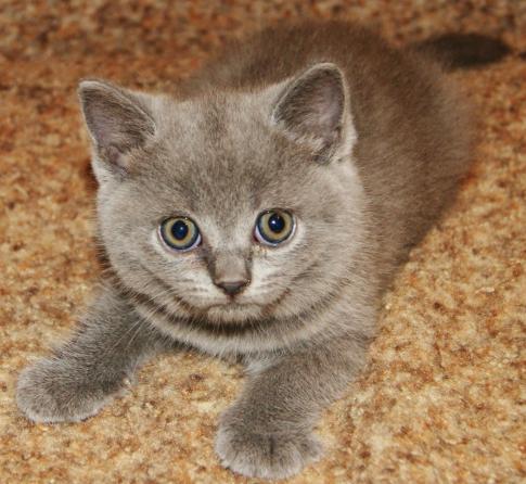 Британские короткошерстные кошечки