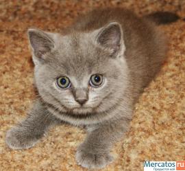 Британские короткошерстные кошечки