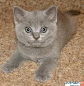 Британские короткошерстные кошечки 2
