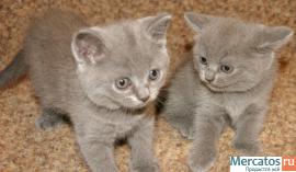 Британские короткошерстные кошечки 3