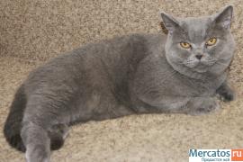 Британские короткошерстные кошечки 4