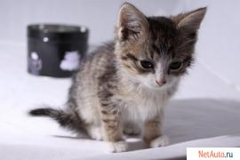 Ласковый котёнок в хорошие руки