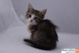 Ласковый котёнок в хорошие руки 2