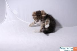 Ласковый котёнок в хорошие руки 4