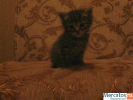котёнка в добрые руки . 2