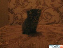 котёнка в добрые руки . 4