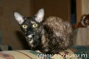 Котенок Корниш-рекс 3