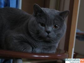 Продам британского котёнка 4