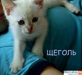 Питомник предлагает на продажу котят редкого окраса