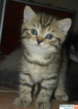 Котята Британские!!!! 3