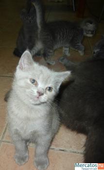 Котята Британские!!!! 6