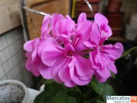 Плющелистные (ампельные) герани 4