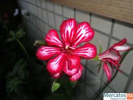 Плющелистные (ампельные) герани 6