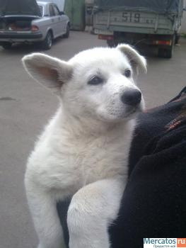 Продам бшо 4