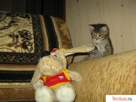 Умная кошечка
