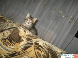 Умная кошечка 2