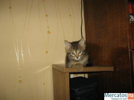 Умная кошечка 5