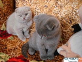 ПЛЮШКИ ВИСЛОУШКИ…))) 3