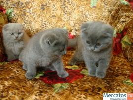 ПЛЮШКИ ВИСЛОУШКИ…))) 4