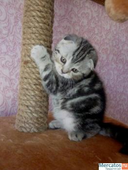 Котята скотиш страйт и скотиш фолд(окрас "вискас" 6