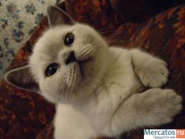 продажа британских котят