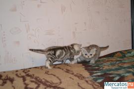 Продаются британские и шотладские котята 5