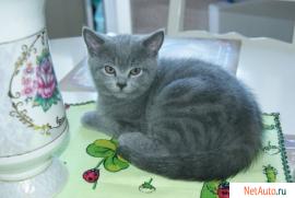 Шотландский супер кот