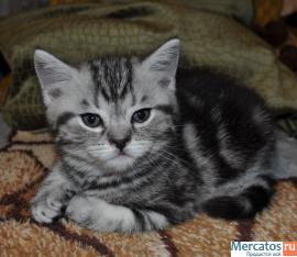 Продам шотландских котяток 3