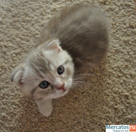 Продам шотландских котяток 5