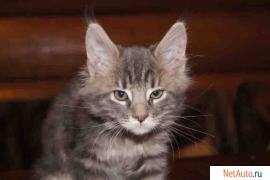 Продаются котята породы мейн-кун весёлые, добрые, ласковые