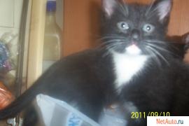 котята ищут дом