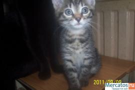 котята ищут дом 2