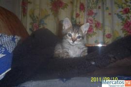 котята ищут дом 3