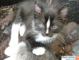 Кошечка-мышеловочка Бусинка в дар 2 мес 6