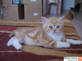 Апельсиновые котята скоттиш-фолд и скоттиш-страйт в разведение 4