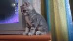 Котята скоттиш-страйты!