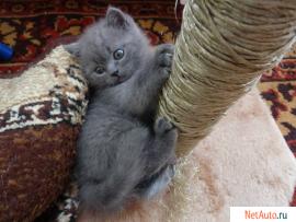 Британский котенок