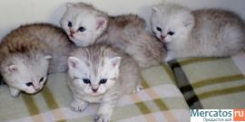 британские котята