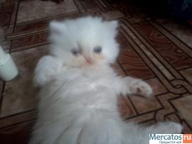 Божественные персидские котята 3