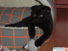 Плюшевые шотландские вислоухие и прямоухие котята! 3