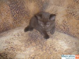 Плюшевые шотландские вислоухие и прямоухие котята! 6