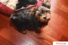 малыш йорк ищет хозяина