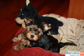 малыш йорк ищет хозяина 2