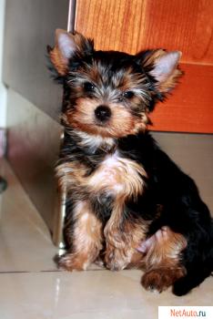 девочка йорк ищет хозяина