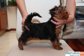 девочка йорк ищет хозяина 2